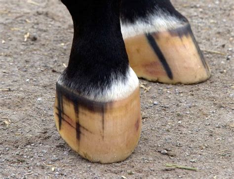 how to harden horses hooves